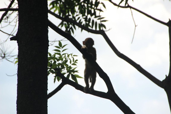 Psychological Perspective